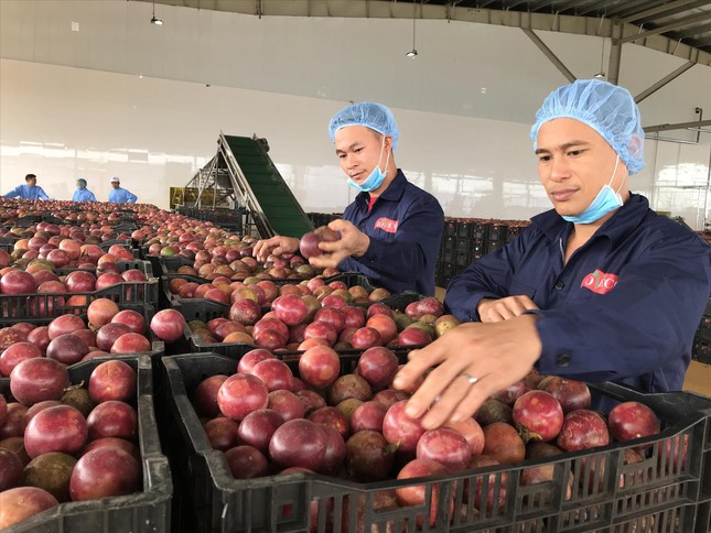 Xuất khẩu rau quả sang Trung Quốc: Mất vị trí số 1